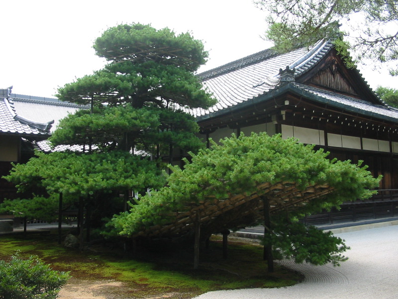 Tree Boat Kinkakuji