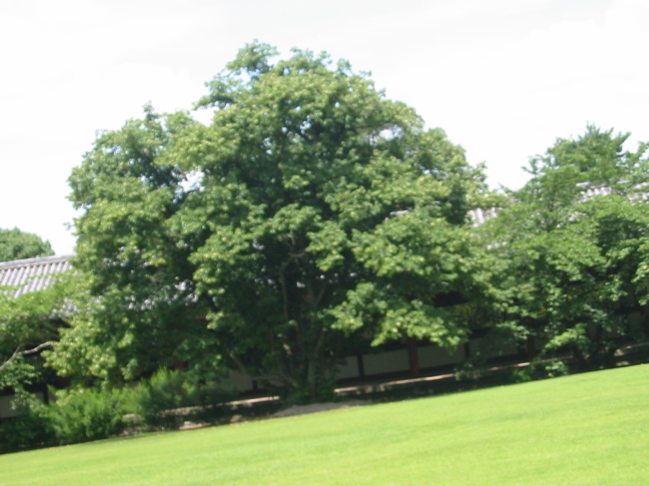IMG_3921.JPG