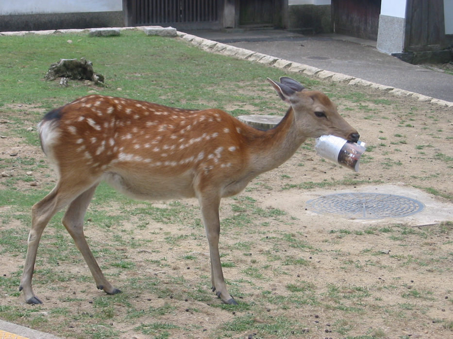 Deer Paper