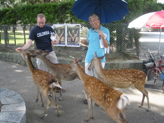 Feeding Deer
