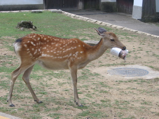 Deer Paper