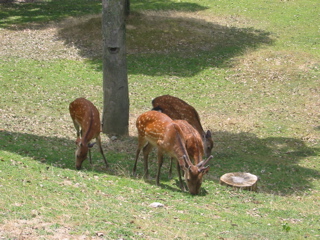 IMG_3940.JPG