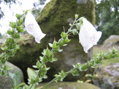 IMG_4421.JPG
