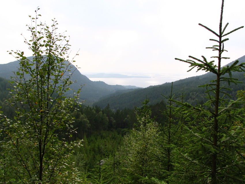 Forested Valley