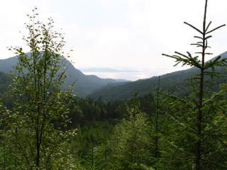 Forested Valley